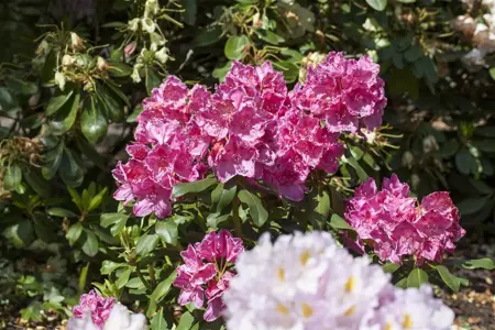 Rhododendron 'Claudine' - 3 Ltr pot - image 2