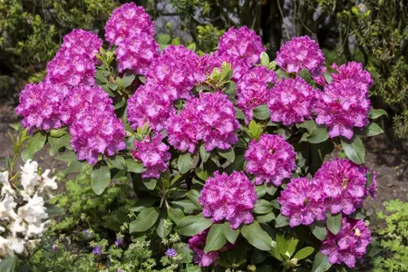 Rhododendron 'Claudine' - 5 Ltr pot - image 1