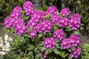 Rhododendron 'Claudine' - 5 Ltr pot - image 1