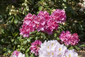 Rhododendron 'Claudine' - 5 Ltr pot - image 2
