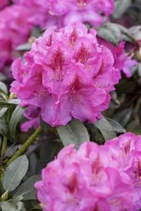 Rhododendron 'Constanze' (Inkarho)