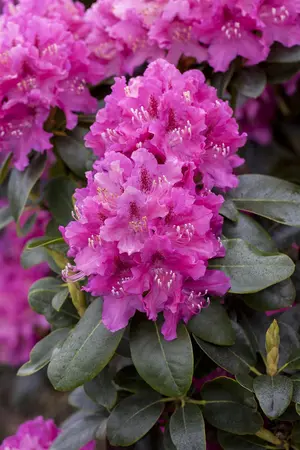Rhododendron 'Constanze' (Inkarho) - 30-40 CM C5 - image 3