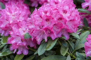 Rhododendron 'Constanze' (Inkarho) - 30-40 CM C5 - image 2