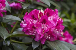 Rhododendron 'Constanze' (Inkarho) - 30-40 CM C5 - image 4