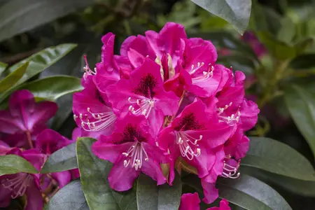 Rhododendron 'Constanze' (Inkarho) - 30-40 CM C5 - image 5