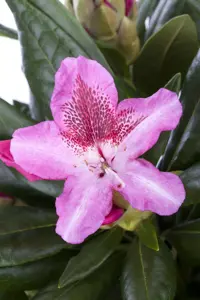 Rhododendron 'Cosmopolitan' - 80-90 CM C15 - image 2