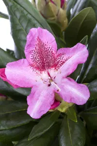 Rhododendron 'Cosmopolitan' - 80-100 CM C130 - image 1