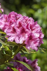 Rhododendron 'Cosmopolitan' - 80-100 CM C130 - image 5