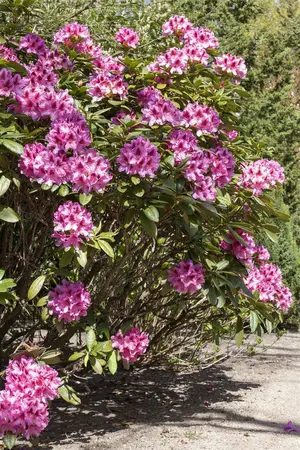 Rhododendron 'Cosmopolitan' - 50-60 CM C25 - image 4