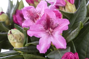 Rhododendron 'Cosmopolitan' - 80-100 CM C130 - image 2