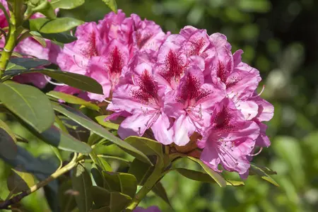 Rhododendron 'Cosmopolitan' - 50-60 CM C25 - image 3