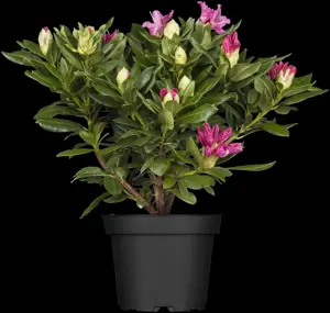 Rhododendron 'Cosmopolitan' - 80-90 CM C15 - image 4
