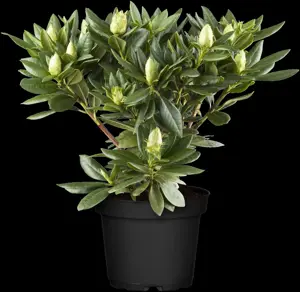 Rhododendron 'Cosmopolitan'