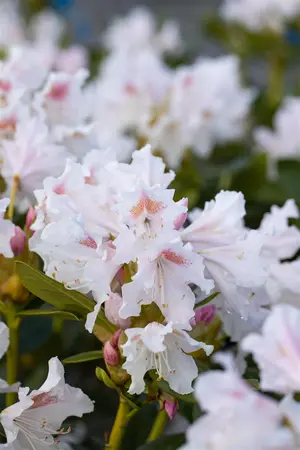 Rhododendron 'Cunningham's White' - 80-100 CM C18 - image 5