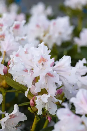 Rhododendron 'Cunningham's White' - 80-100 CM C25 - image 3