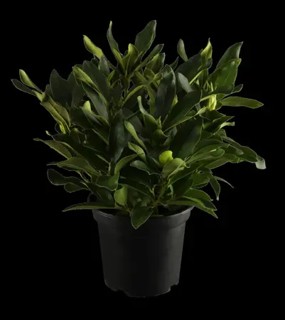 Rhododendron 'Cunningham's White' - 1.5 Ltr pot - image 1