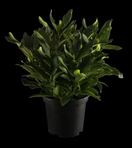 Rhododendron 'Cunningham's White' - 60-80 CM RB - image 1