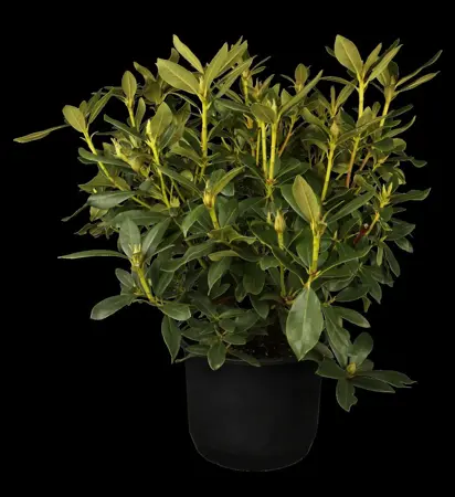 Rhododendron 'Cunningham's White' - 1.5 Ltr pot - image 2
