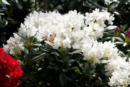 Rhododendron 'Cunningham's White' - 80-100 CM C18 - image 3