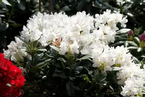 Rhododendron 'Cunningham's White' - 80-100 CM C18 - image 3