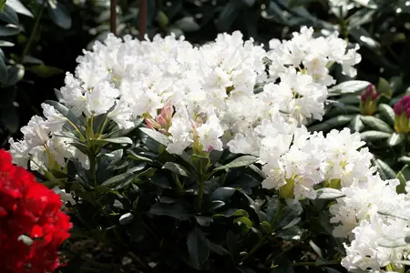 Rhododendron 'Cunningham's White' - 80-100 CM C25 - image 1