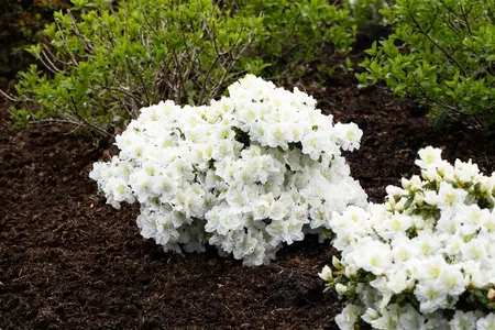Rhododendron 'Cunningham's White' - 80-100 CM C25 - image 4