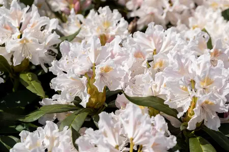 Rhododendron 'Cunningham's White' - 80-100 CM C25 - image 5