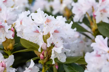 Rhododendron 'Cunningham's White' - 80-100 CM C18 - image 4