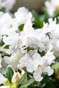Rhododendron 'Dora Amateis' - 2 Ltr pot - image 3