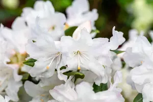 Rhododendron 'Dora Amateis' - 20-25 CM C2 - image 2