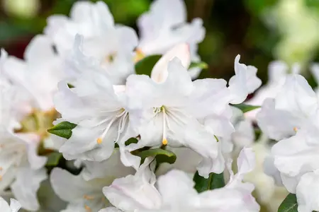 Rhododendron 'Dora Amateis' - 25-30 CM C5 - image 2