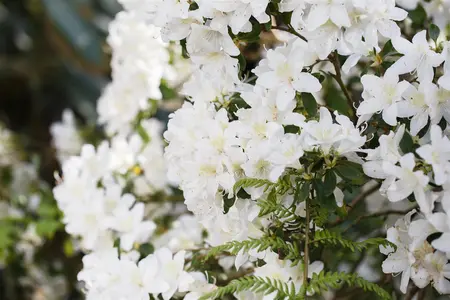 Rhododendron 'Dora Amateis' - 30-40 CM C10 - image 1