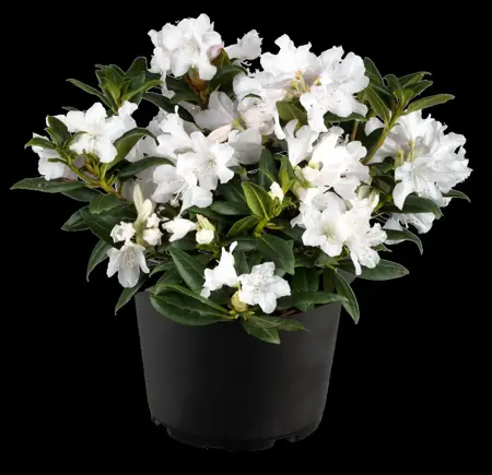 Rhododendron 'Dora Amateis' - 2 Ltr pot - image 4