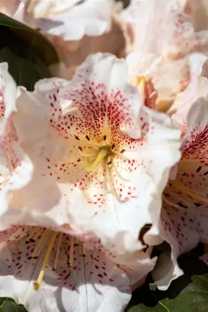 Rhododendron 'Double Dots' - 5 Ltr pot - image 2