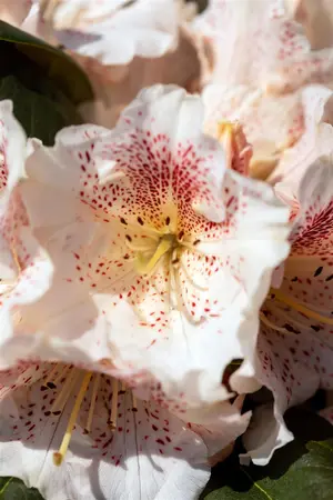 Rhododendron 'Double Dots' - 60-80 CM C20 - image 1