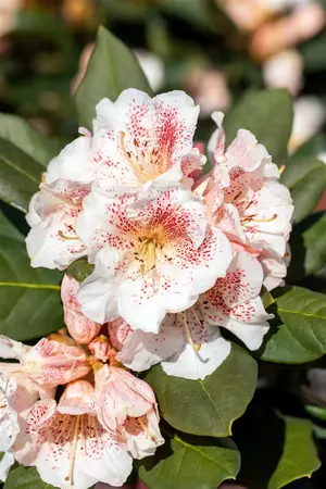 Rhododendron 'Double Dots' - 60-80 CM C20 - image 5