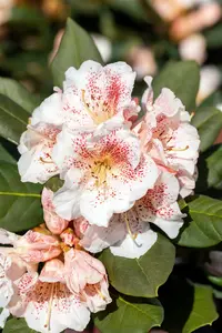 Rhododendron 'Double Dots' - 60-80 CM C20 - image 5