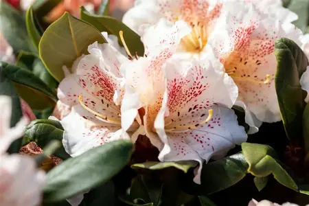 Rhododendron 'Double Dots' - 5 Ltr pot - image 3