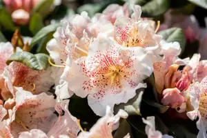 Rhododendron 'Double Dots' - 5 Ltr pot - image 4