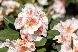 Rhododendron 'Double Dots' - 5 Ltr pot - image 5