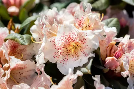 Rhododendron 'Double Dots' - 40-50 CM C20 - image 4