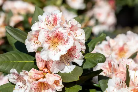 Rhododendron 'Double Dots' - 60-80 CM C20 - image 4