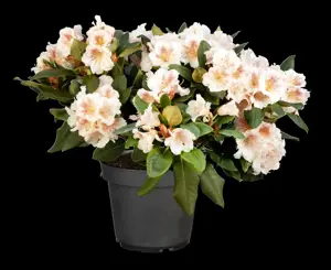 Rhododendron 'Double Dots'