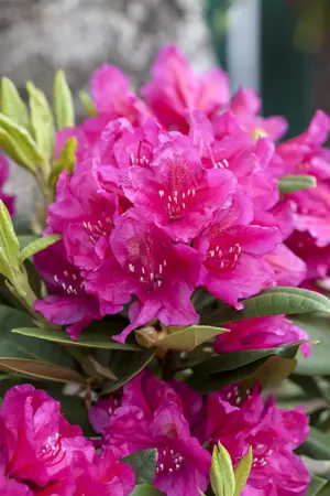 Rhododendron 'Dr H.C. Dresselhuys' - 30-40 CM C5 - image 3