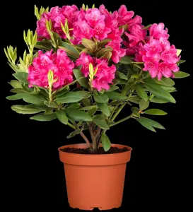 Rhododendron 'Dr H.C. Dresselhuys' - 30-40 CM C5 - image 2