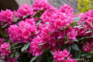 Rhododendron 'Dr H.C. Dresselhuys'