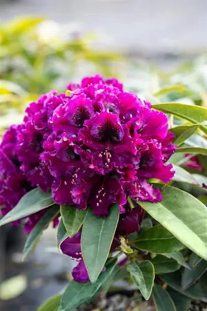 Rhododendron 'Dramatic Dark' - 5 Ltr pot - image 2