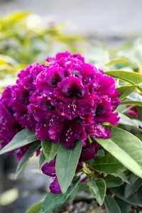 Rhododendron 'Dramatic Dark' - 5 Ltr pot - image 2