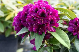 Rhododendron 'Dramatic Dark'