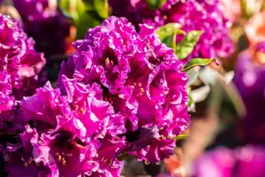 Rhododendron 'Dramatic Dark' - 5 Ltr pot - image 3